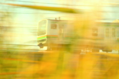 すすきの中を駆ける