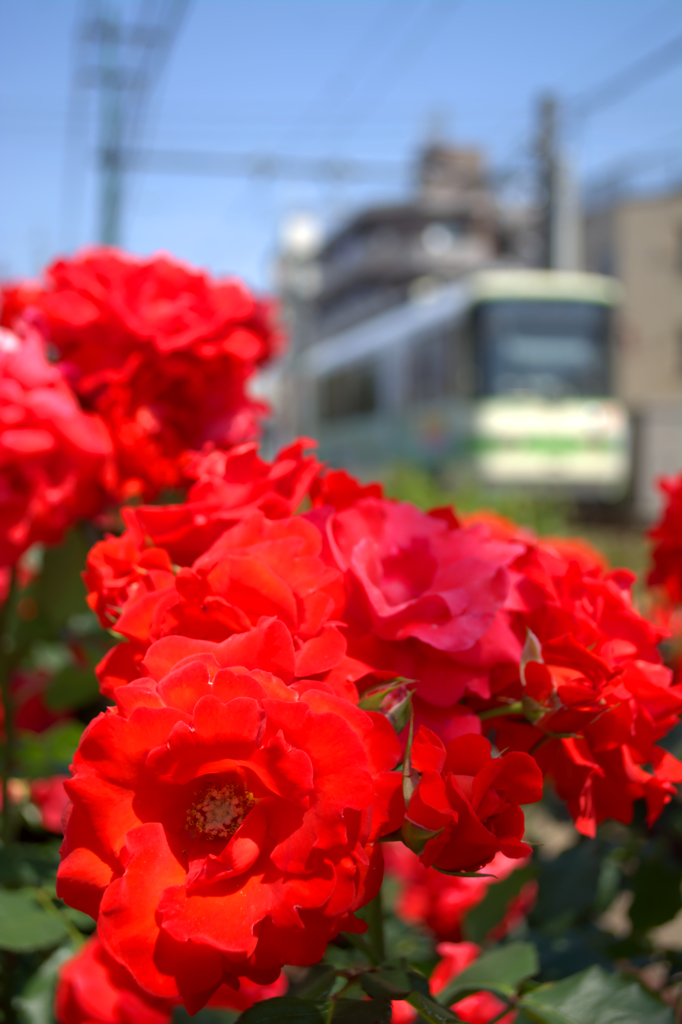下町の赤い薔薇