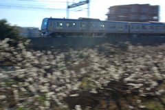煌めく梅色