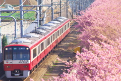 満開の春を行く赤い電車