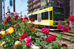 薔薇と共に