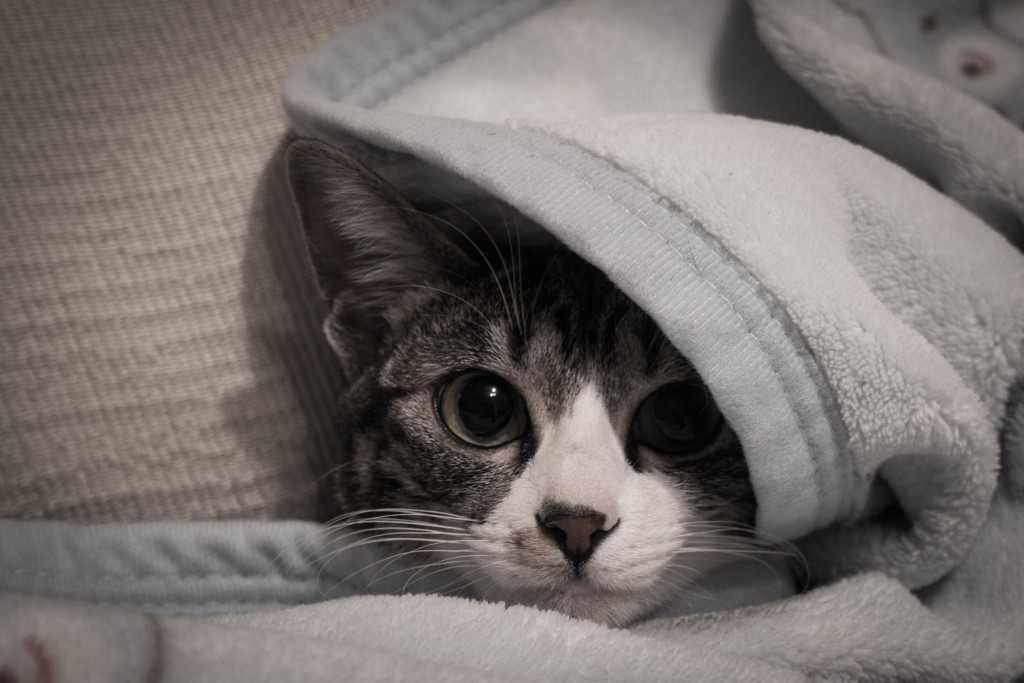 猫