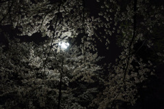 桜と夜