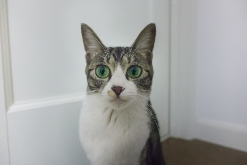 猫