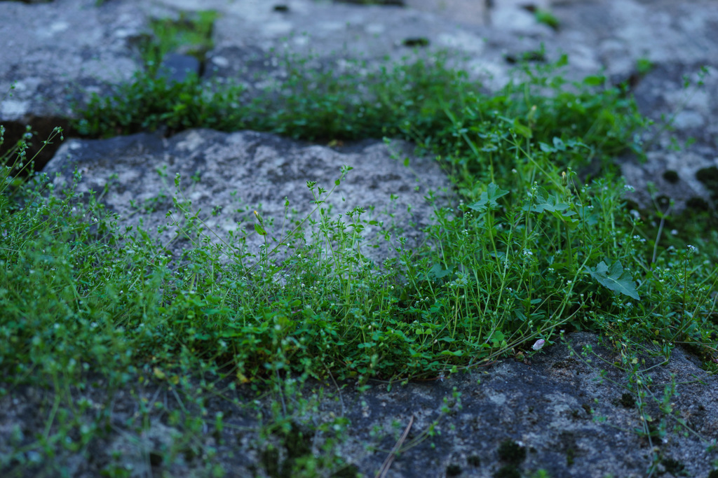 小さな草
