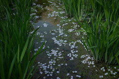 花びら