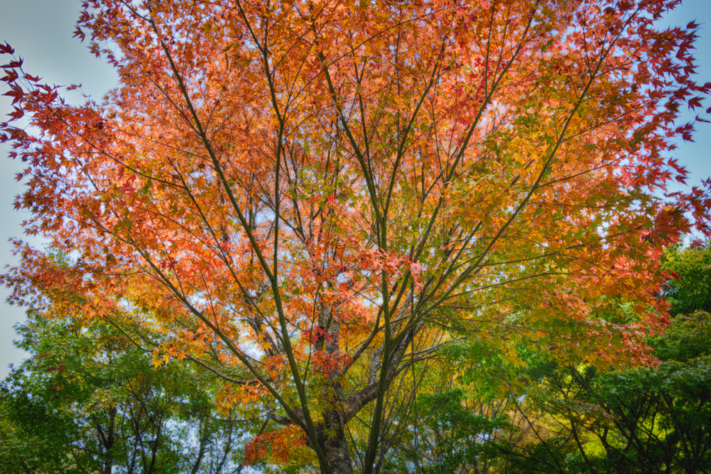 紅葉