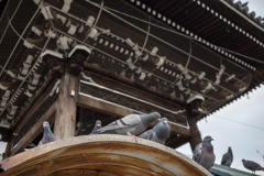 鳩
