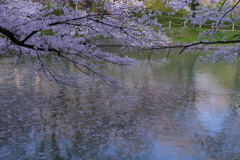 池と桜