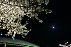 夜の撮影は難しいですね。