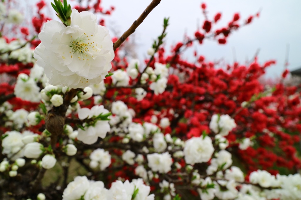 花もも