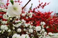 花もも