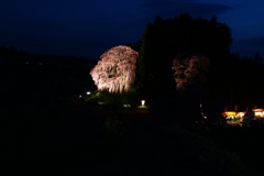 まだまだ桜が楽しめる(^^)