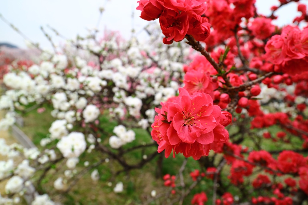 花もも