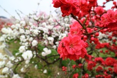 花もも