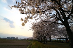 満開宣言でました(^^)