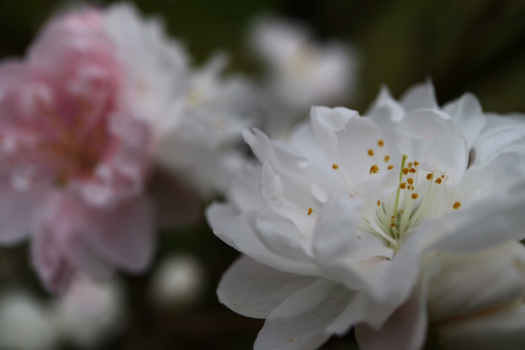花もも