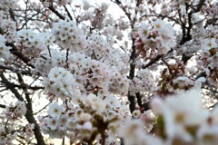 朝撮り②