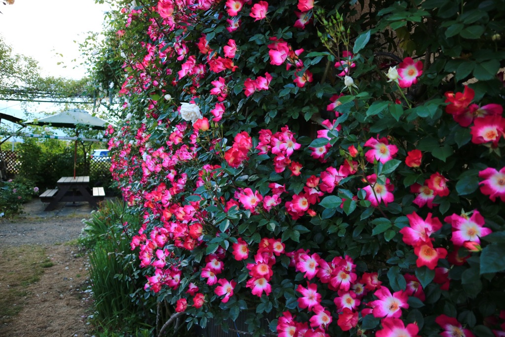 バラを敷き詰めて(^^)