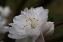 花もも