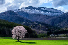 照らされる桜