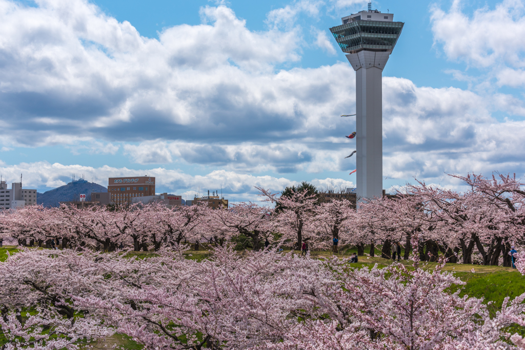 五稜郭の桜