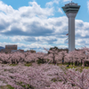 五稜郭の桜