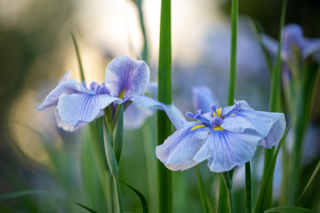 花菖蒲３