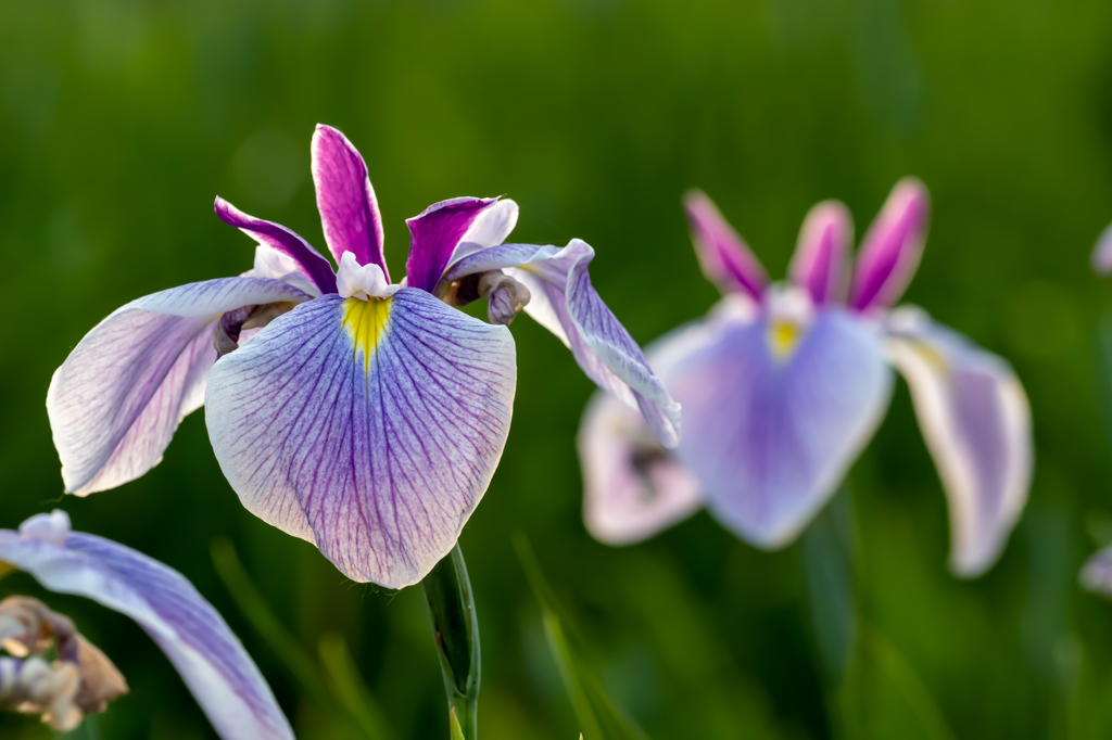 花菖蒲