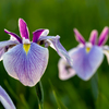 花菖蒲
