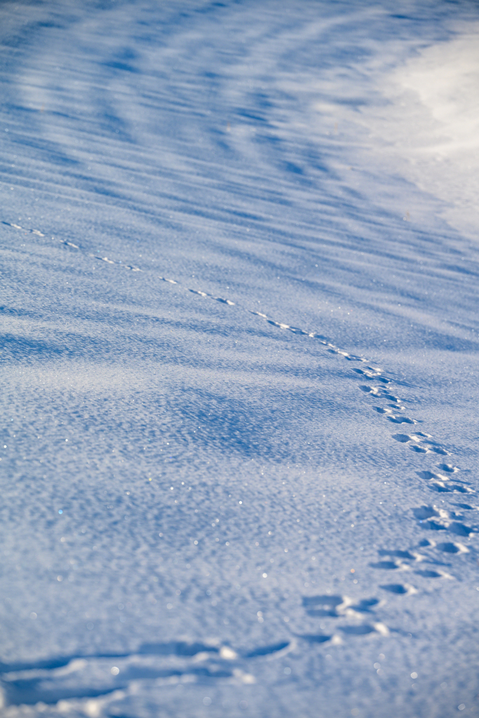 雪上を往く