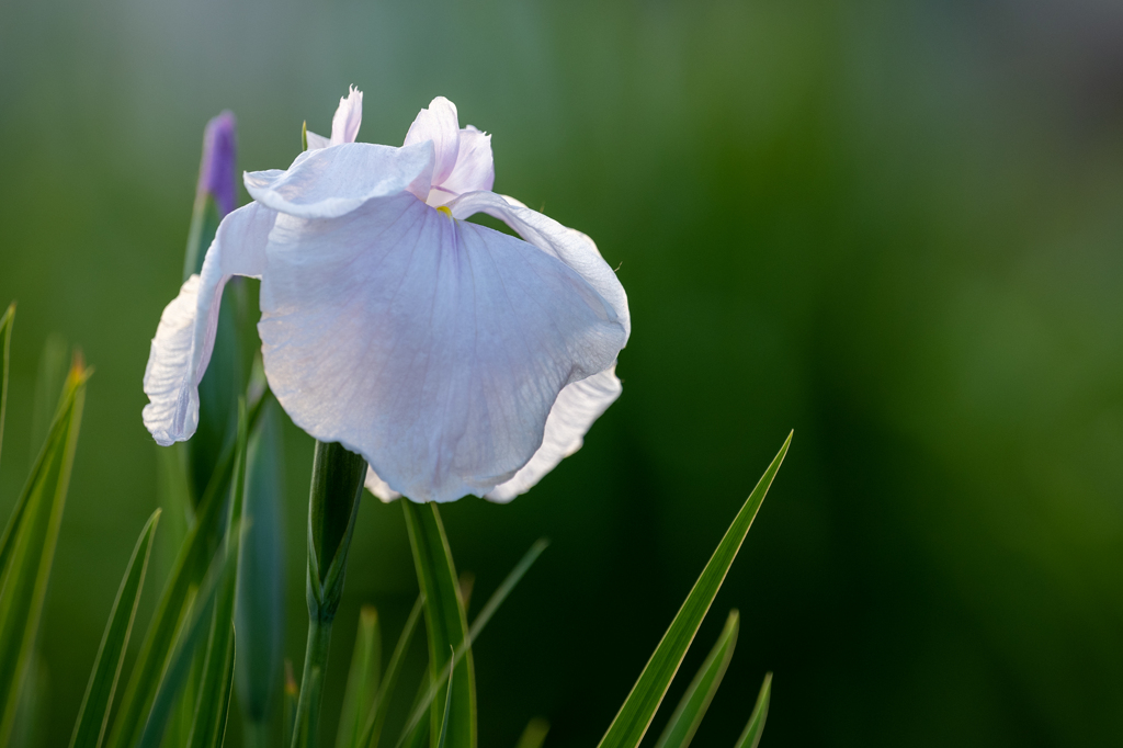 花菖蒲２