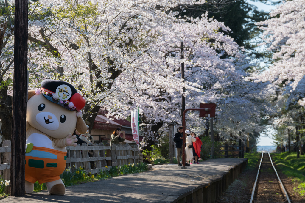 さくらまつり