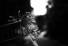 Bokeh