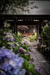 雨と妙楽寺1