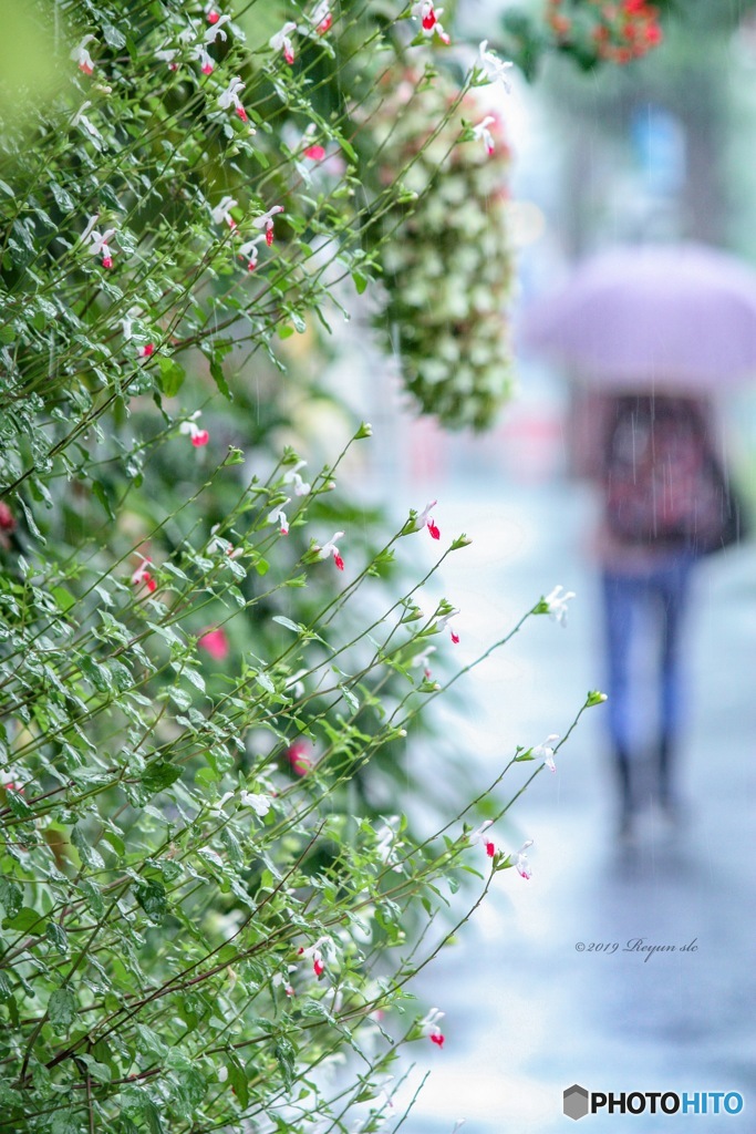 チェリーセージと雨