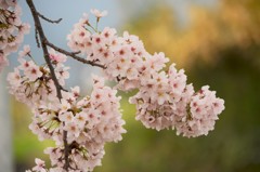 近くの桜