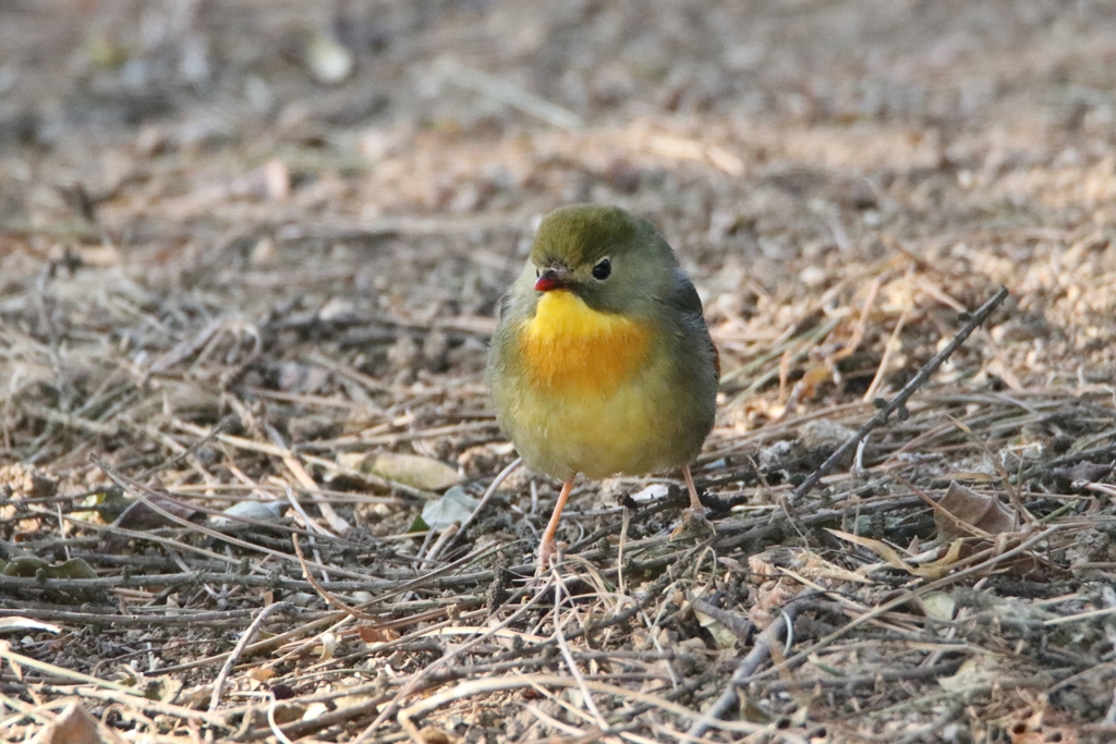 ソウシチョウ