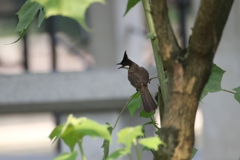 コウラウン