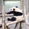 パンダ