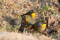 ソウシチョウ