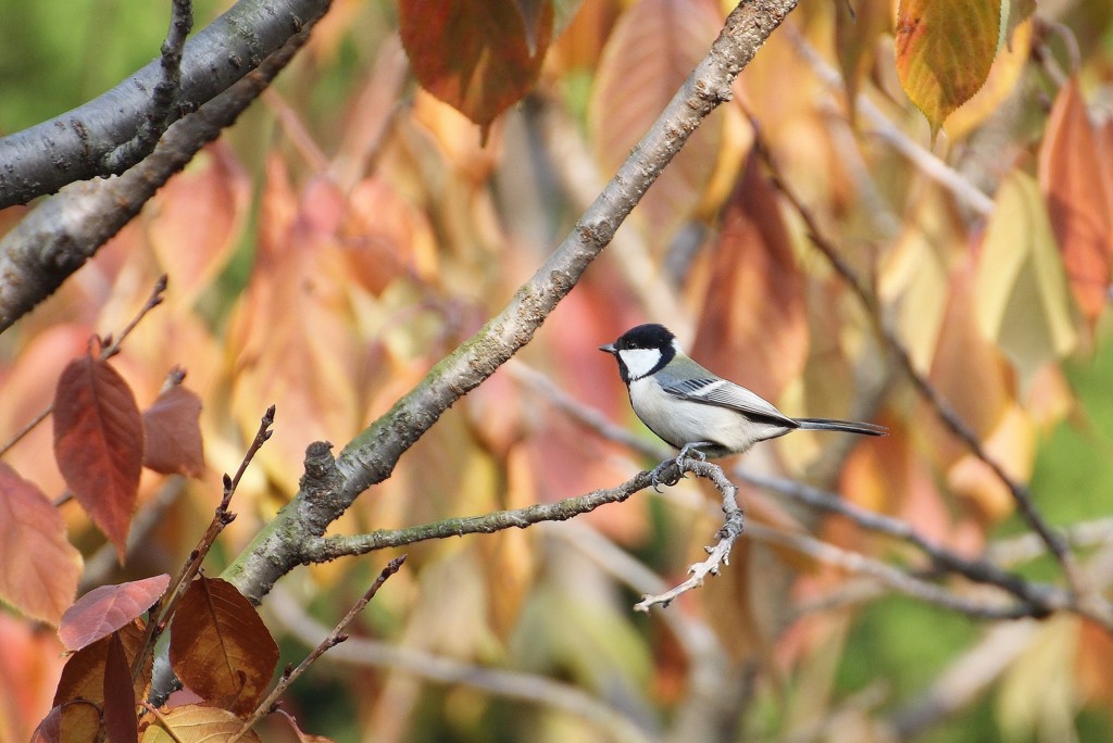 シジュウカラ