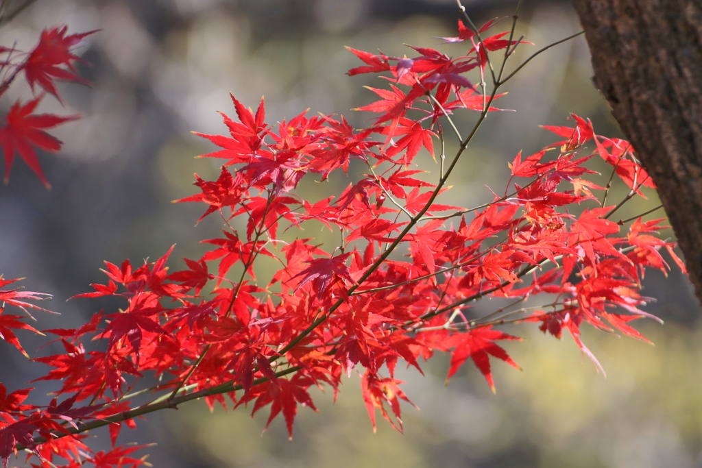 紅葉