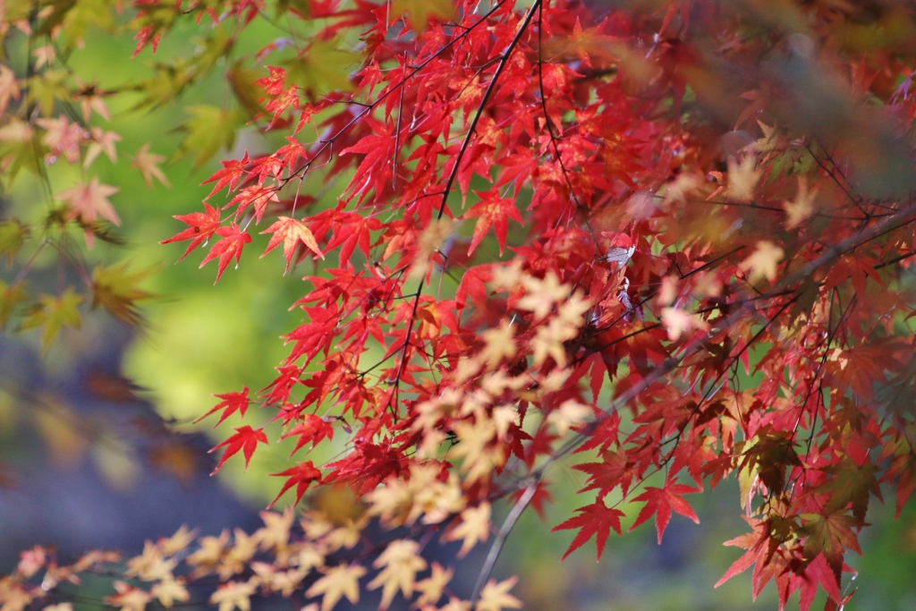 紅葉