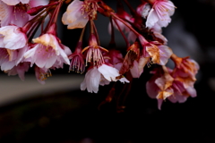 小雨の寒桜