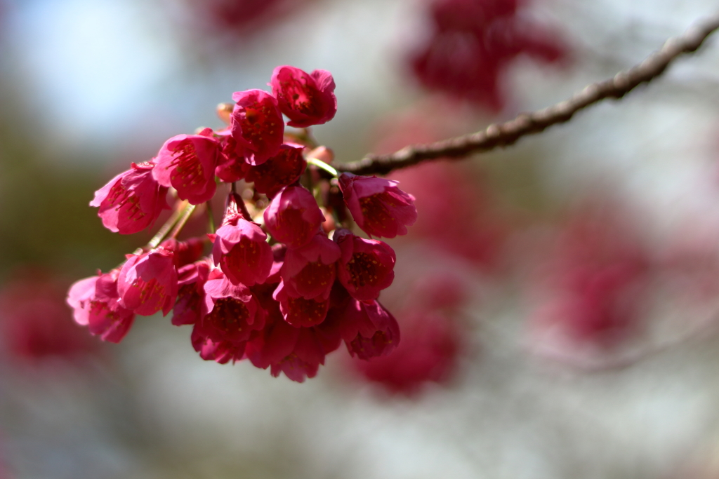 寒緋桜①