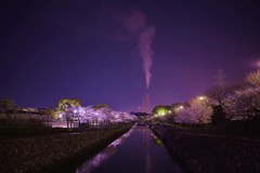 夜桜Ⅰ