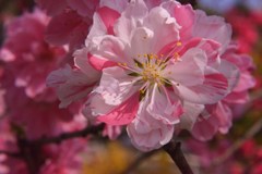 八重桜Ⅱ