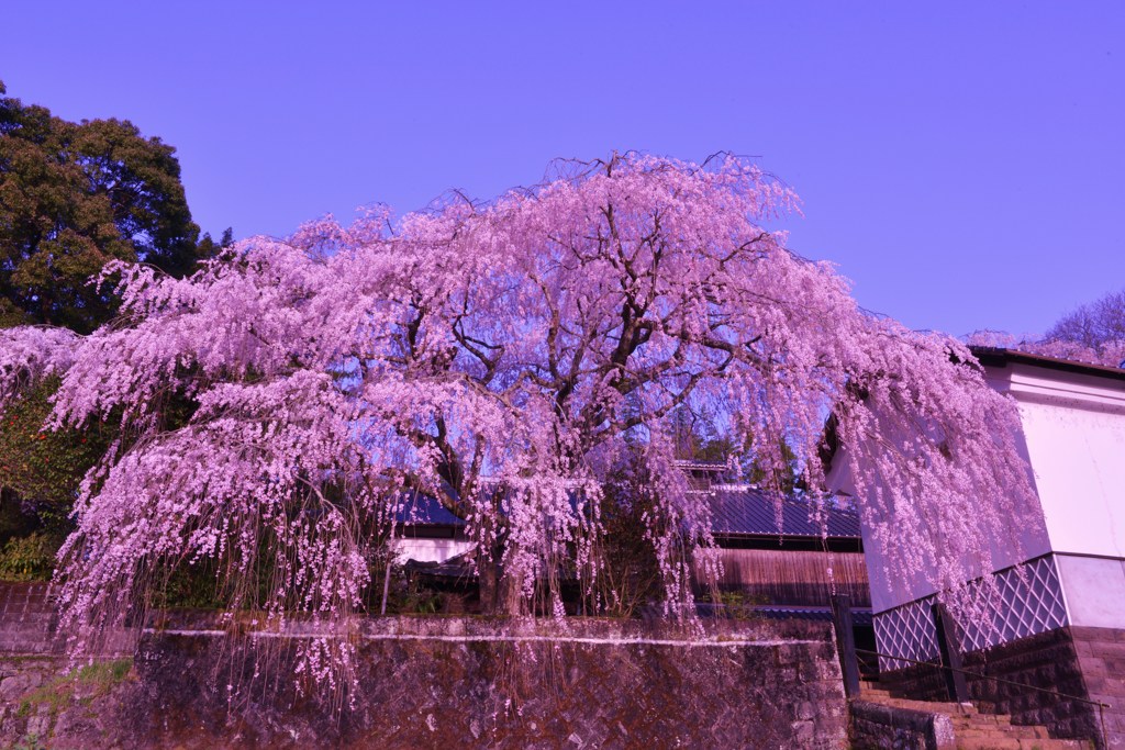 竹田古庄家しだれ桜Ⅰ
