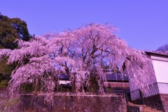 竹田古庄家しだれ桜Ⅰ